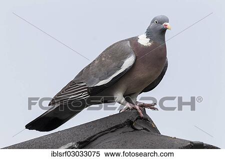 "Wood Pigeon (Columba palumbus), Fuldabruck, Fuldabruck, Hesse, Germany, Europe" View Large Photo Image Stock Photography - "Wood Pigeon (Columba palumbus), Fuldabruck, Fuldabruck, Hesse, Germany, Europe". Fotosearch