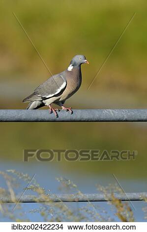 Wood Pigeon (Columba palumbus), Texel, Wadden Islands, Netherlands, Holland, Europe View Large Photo Image Picture - Wood Pigeon (Columba palumbus), Texel, Wadden Islands, Netherlands, Holland, Europe. Fotosearch