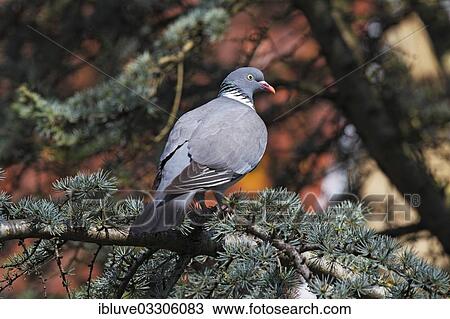 "Wood Pigeon or Culver (Columba palumbus), Schleswig-Holstein, Germany, Europe" View Large Photo Image Stock Image - "Wood Pigeon or Culver (Columba palumbus), Schleswig-Holstein, Germany, Europe". Fotosearch