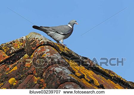 "Wood Pigeon or Culver perched on a roof (Columba palumbus), Schleswig-Holstein, Germany, Europe" View Large Photo Image Stock Photo - "Wood Pigeon or Culver perched on a roof (Columba palumbus), Schleswig-Holstein, Germany, Europe". Fotosearch