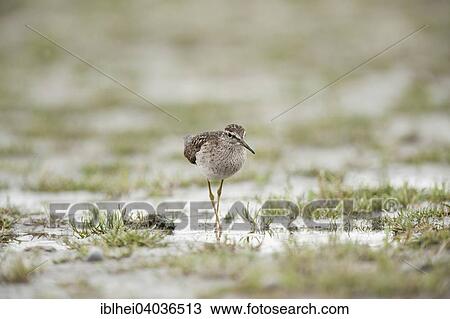 "Wood Sandpiper (Tringa glareola), Lake Neusiedl, Burgenland, Austria, Europe" View Large Photo Image Stock Image - "Wood Sandpiper (Tringa glareola), Lake Neusiedl, Burgenland, Austria, Europe". Fotosearch