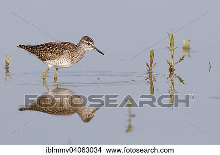 "Wood Sandpiper (Tringa glareola), standing in the water, foraging, Middle Elbe Biosphere Reserve, Saxony-Anhalt, Germany, Europe" View Large Photo Image Picture - "Wood Sandpiper (Tringa glareola), standing in the water, foraging, Middle Elbe Biosphere Reserve, Saxony-Anhalt, Germany, Europe". Fotosearch