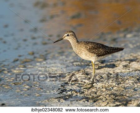 "Wood Sandpiper (Tringa glareola), Lesbos, Greece, Europe" View Large Photo Image Stock Image - "Wood Sandpiper (Tringa glareola), Lesbos, Greece, Europe". Fotosearch