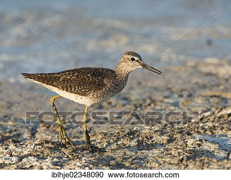 "Wood Sandpiper (Tringa glareola), Lesbos, Greece, Europe" View Large Photo Image Stock Image - "Wood Sandpiper (Tringa glareola), Lesbos, Greece, Europe". Fotosearch
