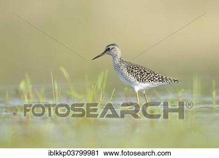 "Wood Sandpiper (Tringa glareola) foraging in an old gravel pit, Saxony, Germany, Europe" View Large Photo Image Stock Image - "Wood Sandpiper (Tringa glareola) foraging in an old gravel pit, Saxony, Germany, Europe". Fotosearch