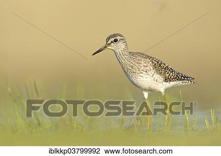 "Wood Sandpiper (Tringa glareola) foraging in an old gravel pit, Saxony, Germany, Europe" View Large Photo Image Stock Image - "Wood Sandpiper (Tringa glareola) foraging in an old gravel pit, Saxony, Germany, Europe". Fotosearch