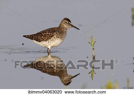 "Wood Sandpiper (Tringa glareola), standing in the water, foraging, Middle Elbe Biosphere Reserve, Saxony-Anhalt, Germany, Europe" View Large Photo Image Stock Image - "Wood Sandpiper (Tringa glareola), standing in the water, foraging, Middle Elbe Biosphere Reserve, Saxony-Anhalt, Germany, Europe". Fotosearch