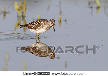 Stock Image - "Wood Sandpiper (Tringa glareola), standing in the water, foraging, Middle Elbe Biosphere Reserve, Saxony-Anhalt, Germany, Europe". Fotosearch