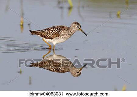 "Wood Sandpiper (Tringa glareola), standing in the water, foraging, Middle Elbe Biosphere Reserve, Saxony-Anhalt, Germany, Europe" View Large Photo Image Stock Image - "Wood Sandpiper (Tringa glareola), standing in the water, foraging, Middle Elbe Biosphere Reserve, Saxony-Anhalt, Germany, Europe". Fotosearch