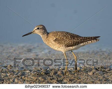 "Wood Sandpiper (Tringa glareola), Lesbos, Greece, Europe" View Large Photo Image Stock Photo - "Wood Sandpiper (Tringa glareola), Lesbos, Greece, Europe". Fotosearch