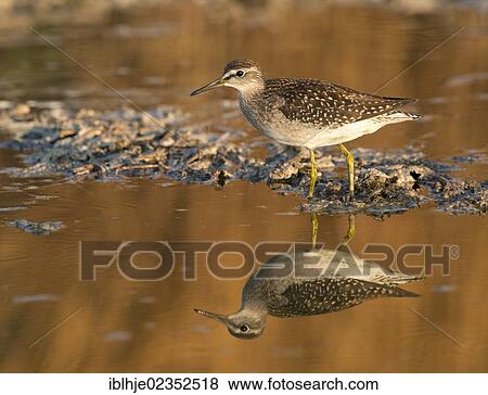 Stock Photo - "Wood Sandpiper (Tringa glareola), Lesbos, Greece, Europe". Fotosearch