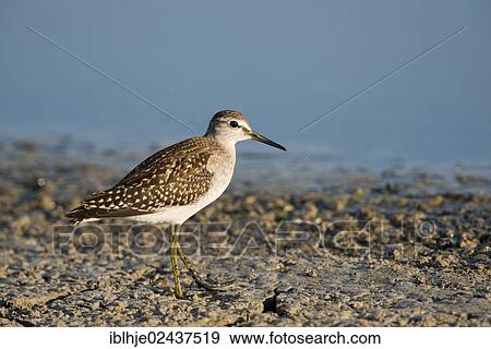 "Wood Sandpiper (Tringa glareola), Lesbos, Greece, Europe" View Large Photo Image Stock Photo - "Wood Sandpiper (Tringa glareola), Lesbos, Greece, Europe". Fotosearch