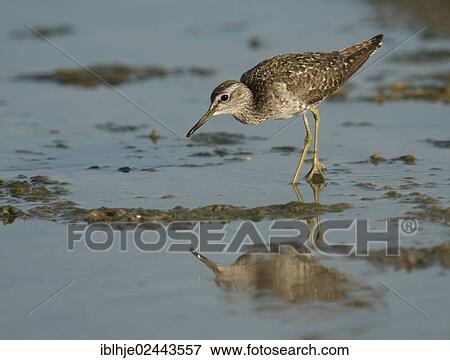 Stock Photo - "Wood Sandpiper (Tringa glareola), Lesbos, North Aegean, Greece, Europe". Fotosearch