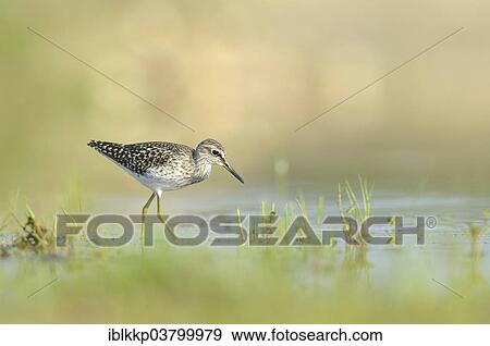 "Wood Sandpiper (Tringa glareola) foraging in an old gravel pit, Saxony, Germany, Europe" View Large Photo Image Stock Photo - "Wood Sandpiper (Tringa glareola) foraging in an old gravel pit, Saxony, Germany, Europe". Fotosearch