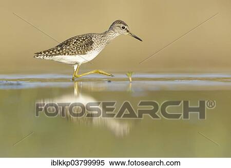 "Wood Sandpiper (Tringa glareola) foraging in an old gravel pit, Saxony, Germany, Europe" View Large Photo Image Stock Photography - "Wood Sandpiper (Tringa glareola) foraging in an old gravel pit, Saxony, Germany, Europe". Fotosearch