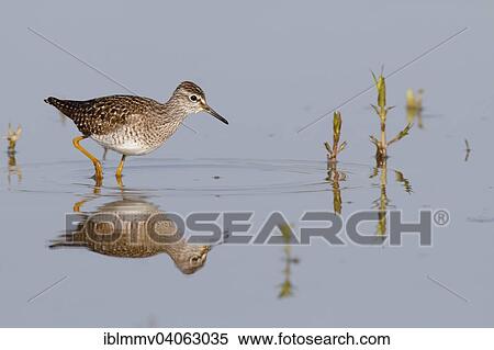 Stock Photography - "Wood Sandpiper (Tringa glareola), standing in the water, foraging, Middle Elbe Biosphere Reserve, Saxony-Anhalt, Germany, Europe". Fotosearch