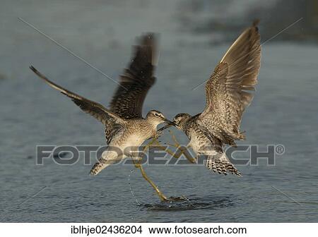 "Wood Sandpipers (Tringa glareola), Lesbos, Greece, Europe" View Large Photo Image Picture - "Wood Sandpipers (Tringa glareola), Lesbos, Greece, Europe". Fotosearch