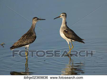 Wood Sandpipers (Tringa glareola) View Large Photo Image Stock Photograph - Wood Sandpipers (Tringa glareola). Fotosearch