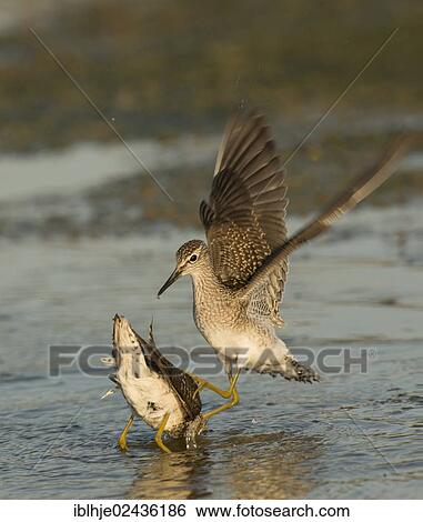 Stock Photograph - "Wood Sandpipers (Tringa glareola), Lesbos, Greece, Europe". Fotosearch