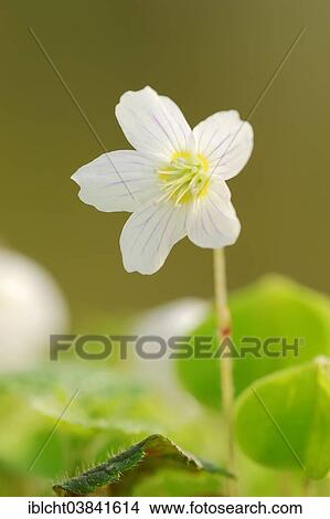"Wood Sorrel (Oxalis acetosella), blossoms, North Rhine-Westphalia, Germany, Europe" View Large Photo Image Picture - "Wood Sorrel (Oxalis acetosella), blossoms, North Rhine-Westphalia, Germany, Europe". Fotosearch