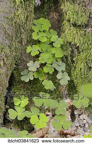 "Wood Sorrel (Oxalis acetosella), leaves, North Rhine-Westphalia, Germany, Europe" View Large Photo Image Stock Image - "Wood Sorrel (Oxalis acetosella), leaves, North Rhine-Westphalia, Germany, Europe". Fotosearch