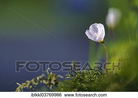 "Wood Sorrel (Oxalis acetosella), Bavaria, Germany, Europe" View Large Photo Image Stock Photograph - "Wood Sorrel (Oxalis acetosella), Bavaria, Germany, Europe". Fotosearch