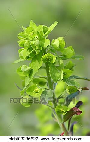 Stock Photo - "Wood spurge (Euphorbia amygdaloides), North Rhine-Westphalia, Germany, Europe". Fotosearch