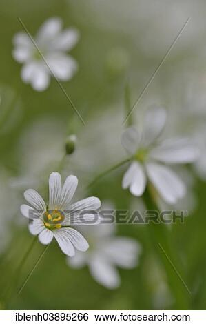 "Wood Stitchwort (Stellaria nemorum), Emsland, Lower Saxony, Germany, Europe" View Large Photo Image Stock Photograph - "Wood Stitchwort (Stellaria nemorum), Emsland, Lower Saxony, Germany, Europe". Fotosearch
