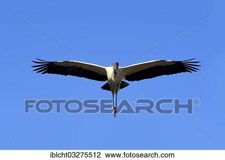 Stock Image - "Wood Stork (Mycteria americana) in flight with nesting material, Florida, United States, North America". Fotosearch