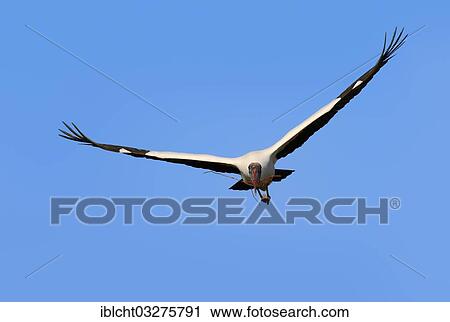 "Wood Stork (Mycteria americana) in flight with nesting material, Florida, United States, North America" View Large Photo Image Stock Image - "Wood Stork (Mycteria americana) in flight with nesting material, Florida, United States, North America". Fotosearch