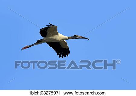 "Wood Stork (Mycteria americana) in flight, Florida, United States, North America" View Large Photo Image Stock Image - "Wood Stork (Mycteria americana) in flight, Florida, United States, North America". Fotosearch
