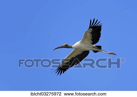 Stock Image - "Wood Stork (Mycteria americana) in flight, Florida, United States, North America". Fotosearch