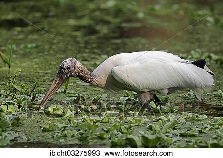 Stock Image - "Wood Stork (Mycteria americana) in search of food, Corkscrew Swamp Sanctuary, Florida, United States, North America". Fotosearch