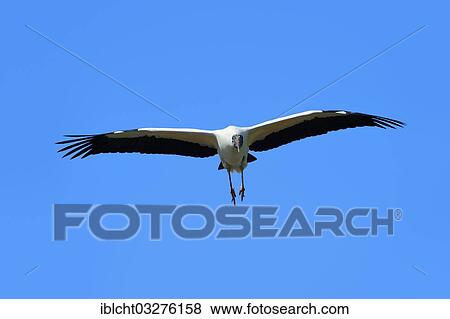 Stock Photo - "Wood Stork (Mycteria americana) in flight, Florida, United States, North America". Fotosearch