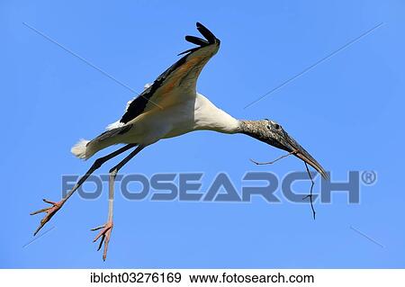 "Wood Stork (Mycteria americana) in flight with nesting material, Florida, United States, North America" View Large Photo Image Stock Photo - "Wood Stork (Mycteria americana) in flight with nesting material, Florida, United States, North America". Fotosearch