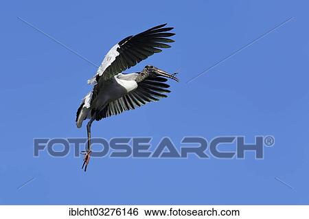 Stock Photograph - "Wood Stork (Mycteria americana) in flight with nesting material, Florida, United States, North America". Fotosearch