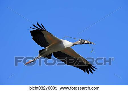 "Wood Stork (Mycteria americana) in flight with nesting material, Florida, United States, North America" View Large Photo Image Stock Photography - "Wood Stork (Mycteria americana) in flight with nesting material, Florida, United States, North America". Fotosearch