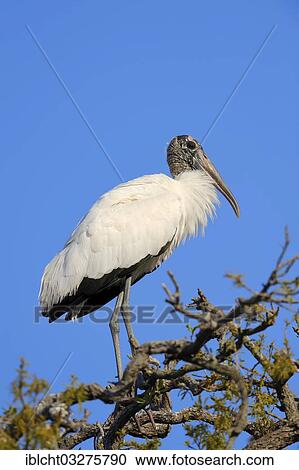 "Wood Stork (Mycteria americana), Florida, United States, North America" View Large Photo Image Stock Image - "Wood Stork (Mycteria americana), Florida, United States, North America". Fotosearch