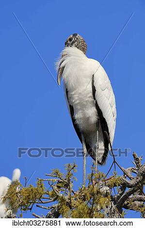 "Wood Stork (Mycteria americana), Florida, United States, North America" View Large Photo Image Stock Image - "Wood Stork (Mycteria americana), Florida, United States, North America". Fotosearch