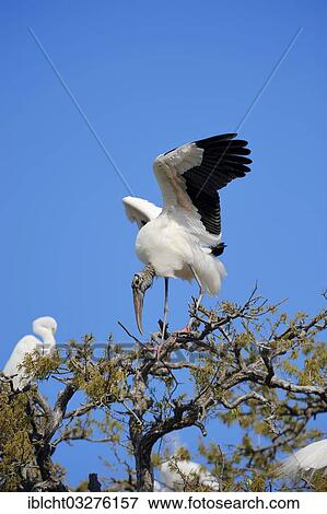 "Wood Stork (Mycteria americana), Florida, United States, North America" View Large Photo Image Stock Photo - "Wood Stork (Mycteria americana), Florida, United States, North America". Fotosearch