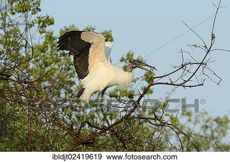 Wood Stork (Mycteria americana), Florida, USA View Large Photo Image Stock Photo - Wood Stork (Mycteria americana), Florida, USA. Fotosearch