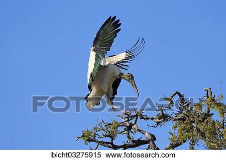 "Wood Stork (Mycteria americana) landing on a tree, Florida, United States, North America" View Large Photo Image Stock Photography - "Wood Stork (Mycteria americana) landing on a tree, Florida, United States, North America". Fotosearch