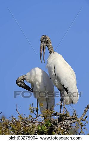 "Wood Storks (Mycteria americana), pair in a nest, preening, Florida, United States, North America" View Large Photo Image Picture - "Wood Storks (Mycteria americana), pair in a nest, preening, Florida, United States, North America". Fotosearch