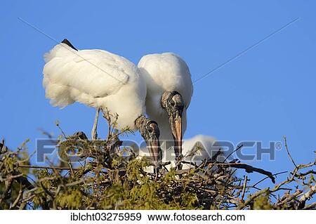 Stock Photo - "Wood Storks (Mycteria americana), pair in a nest, Florida, United States, North America". Fotosearch