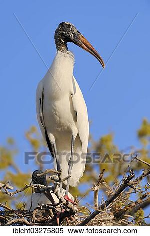 Stock Photography - "Wood Storks (Mycteria americana), pair in a nest, Florida, United States, North America". Fotosearch