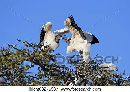 Stock Photo - "Wood Storks (Mycteria americana) quarraling, Florida, United States, North America". Fotosearch