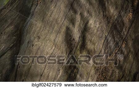 "Wood structure, tree trunk" View Large Photo Image Stock Photo - "Wood structure, tree trunk". Fotosearch