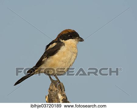 "Woodchat Shrike (Lanius senator), Lesbos, North Aegean, Greece, Europe" View Large Photo Image Stock Photo - "Woodchat Shrike (Lanius senator), Lesbos, North Aegean, Greece, Europe". Fotosearch