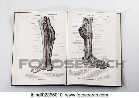 "Woodcuts in a medical textbook, illustration of the nerves in a human leg" View Large Photo Image Stock Image - "Woodcuts in a medical textbook, illustration of the nerves in a human leg". Fotosearch