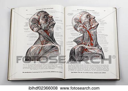 "Woodcuts in a medical textbook, illustration of the nerves and arteries in the human head" View Large Photo Image Stock Photo - "Woodcuts in a medical textbook, illustration of the nerves and arteries in the human head". Fotosearch